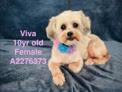 Shelter Stray Female Dog last seen , Los Angeles, CA 91405