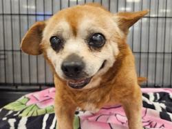Shelter Stray Male Dog last seen , Los Angeles, CA 91405