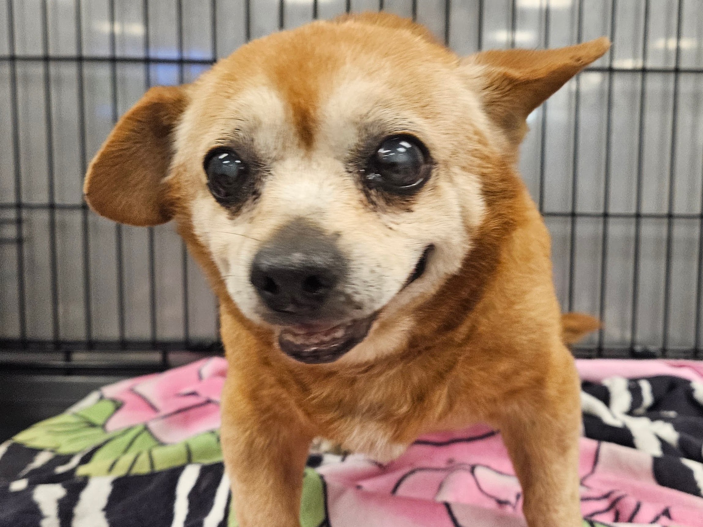 Shelter Stray Male Dog last seen , 14409 Vanowen St, Van Nuys, CA 91405, USA