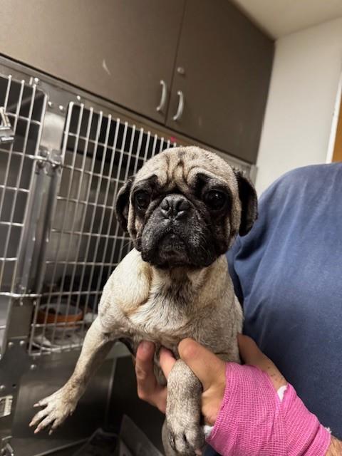 Shelter Stray Male Dog last seen , Los Angeles, CA 91405