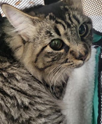 Shelter Stray Male Cat last seen , 14409 Vanowen St, Van Nuys, CA 91405, USA