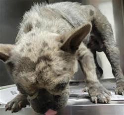 Shelter Stray Male Dog last seen , Los Angeles, CA 91405