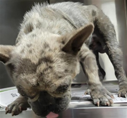 Shelter Stray Male Dog last seen , Los Angeles, CA 91405