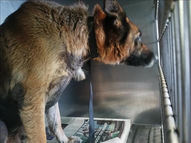 Shelter Stray Female Dog last seen , Los Angeles, CA 90047