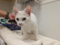 Shelter Stray Female Cat last seen , 3201 Lacy St, Los Angeles, CA 90031, USA