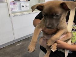 Shelter Stray Male Dog last seen , Los Angeles, CA 90047