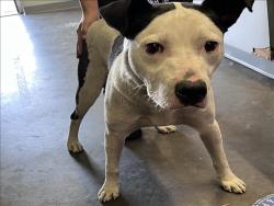 Shelter Stray Male Dog last seen , Los Angeles, CA 90047