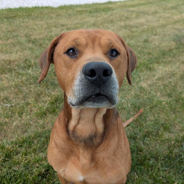 Shelter Stray Male Dog last seen Near , 2600 S Harding St, Indianapolis, IN 46221, USA