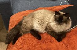 Reunited Male Cat last seen heritage, Wake Forest, NC 27587