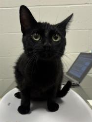 Shelter Stray Female Cat last seen Near , 2600 S Harding St, Indianapolis, IN 46221, USA