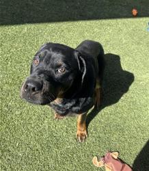 Shelter Stray Male Dog last seen JENNY LYNN WAY / STATHOS DR, Elk Grove, CA 95624