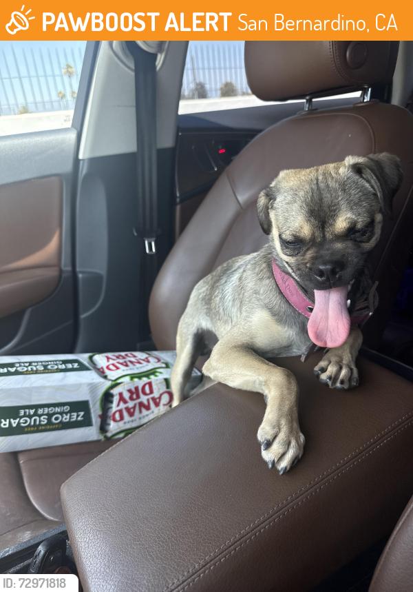 Found/Stray Male Dog last seen Waterman and 5th , San Bernardino, CA 92401