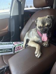 Found/Stray Male Dog last seen Waterman and 5th , San Bernardino, CA 92401