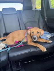 Found/Stray Female Dog last seen Near Gaston College Ext Dallas NC, US-321,  29706