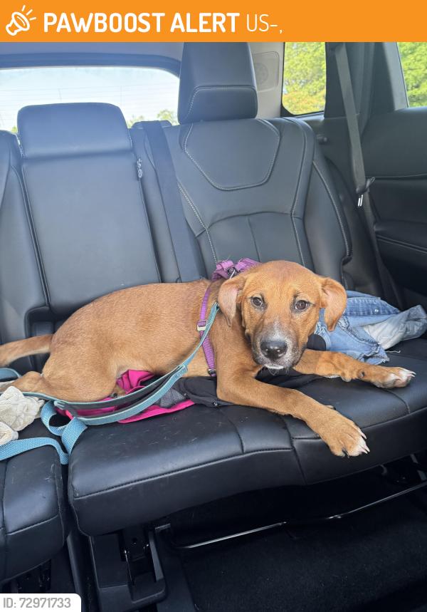 Found/Stray Female Dog last seen Near Gaston College Ext Dallas NC, US-321,  29706