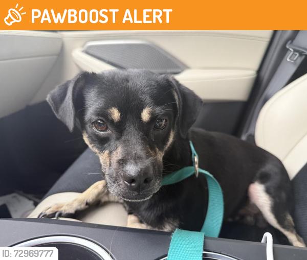 Found/Stray Male Dog last seen Was seen running away from sixth Terrace in Old Floresta, Lake Worth Beach, FL 33460
