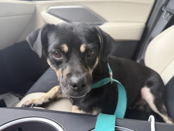 Found/Stray Male Dog last seen Was seen running away from sixth Terrace in Old Floresta, Lake Worth Beach, FL 33460