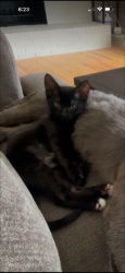 Lost Male Cat last seen Watkins meadow, Germantown, MD 20876