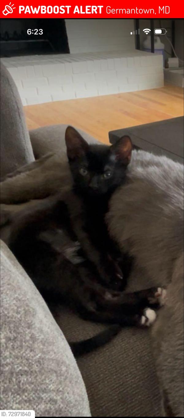 Lost Male Cat last seen Watkins meadow, Germantown, MD 20876