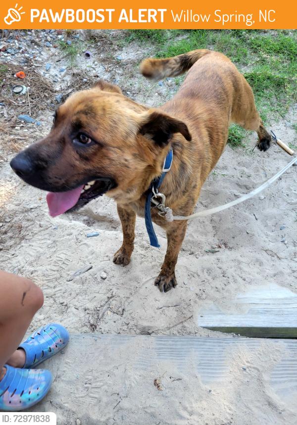 Found/Stray Unknown Dog last seen Blackberry Creek farms off White Memorial, Willow Spring, NC 27592