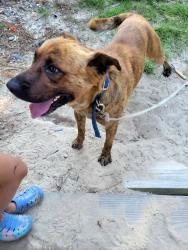 Found/Stray Unknown Dog last seen Blackberry Creek farms off White Memorial, Willow Spring, NC 27592