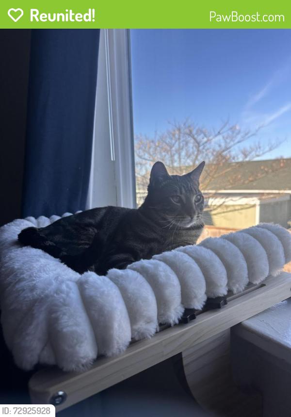 Reunited Male Cat last seen Near la brea way San Rafael 94903, San Rafael, CA 94903