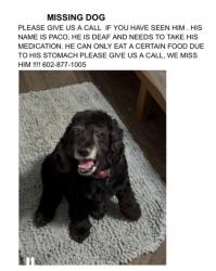 Lost Male Dog last seen 39th Ave and McDowell, Phoenix, AZ 85009