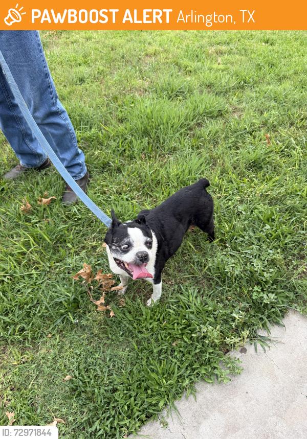 Found/Stray Unknown Dog last seen Workman Jr High , Arlington, TX 76014