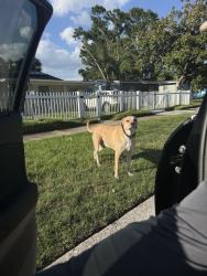 Found/Stray Unknown Dog last seen 51st st s and Emerson Ave s , St. Petersburg, FL 33707