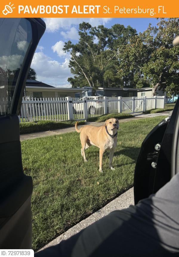 Found/Stray Unknown Dog last seen 51st st s and Emerson Ave s , St. Petersburg, FL 33707