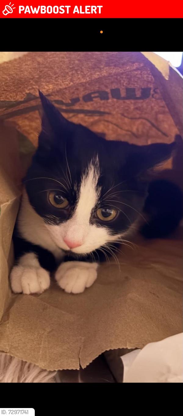 Lost Female Cat last seen Auckland Avenue , Newington, England CT12 6HZ