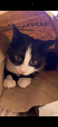 Lost Female Cat last seen Auckland Avenue , Newington, England CT12 6HZ