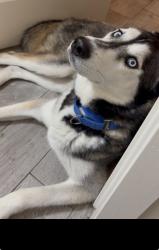 Reunited Male Dog last seen Pima park , Chandler, AZ 85225