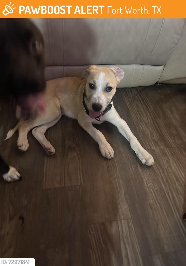 Found/Stray Male Dog last seen Rusty knickle TCU area, Fort Worth, TX 76110