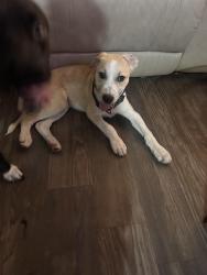 Found/Stray Male Dog last seen Rusty knickle TCU area, Fort Worth, TX 76110