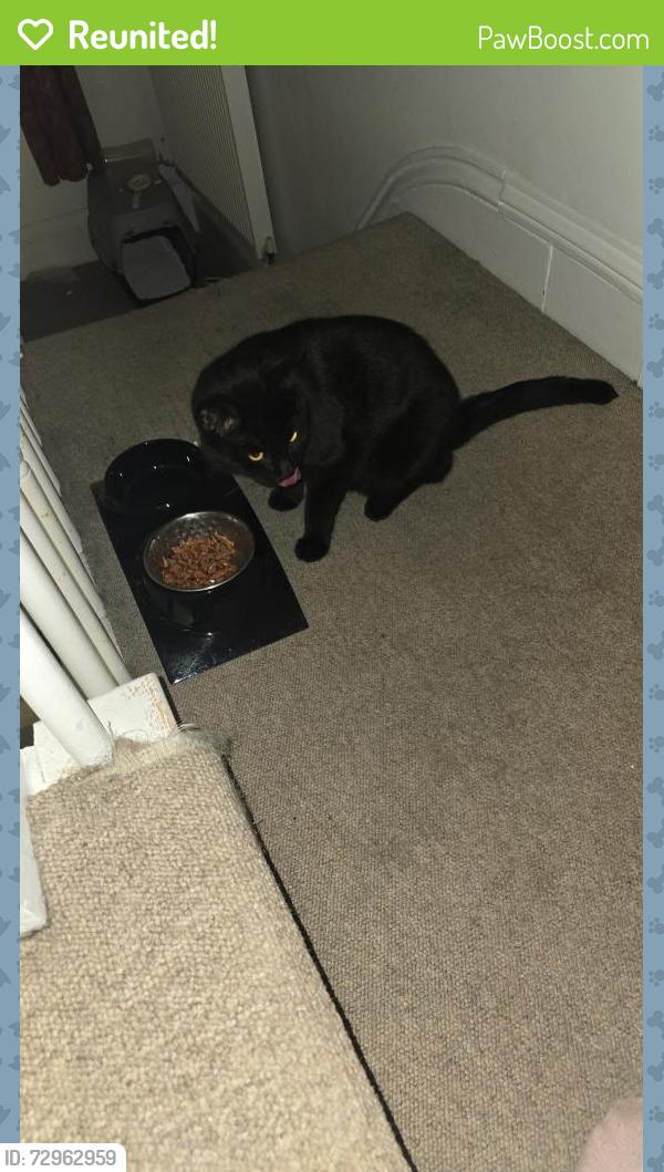 Reunited Male Cat last seen Ethel street, Brighton and Hove, England BN3