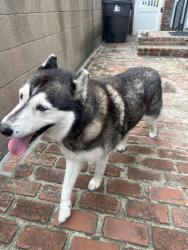 Found/Stray Female Dog last seen Carson and Clark , Long Beach, CA 90808