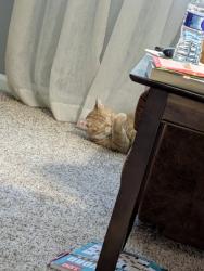 Reunited Male Cat last seen Archer St, Bear, DE 19701