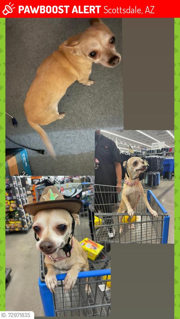 Lost Female Dog last seen East Roosevelt street, Scottsdale, AZ 85257
