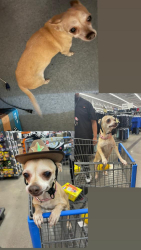 Lost Female Dog last seen East Roosevelt street, Scottsdale, AZ 85257