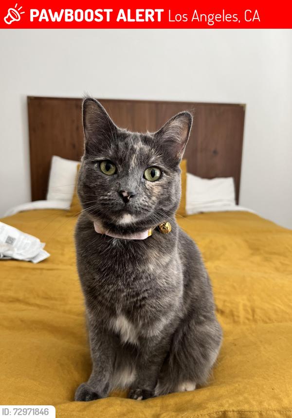 Lost Female Cat last seen Figueroa , Los Angeles, CA 90042