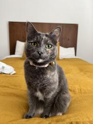 Lost Female Cat last seen Figueroa , Los Angeles, CA 90042