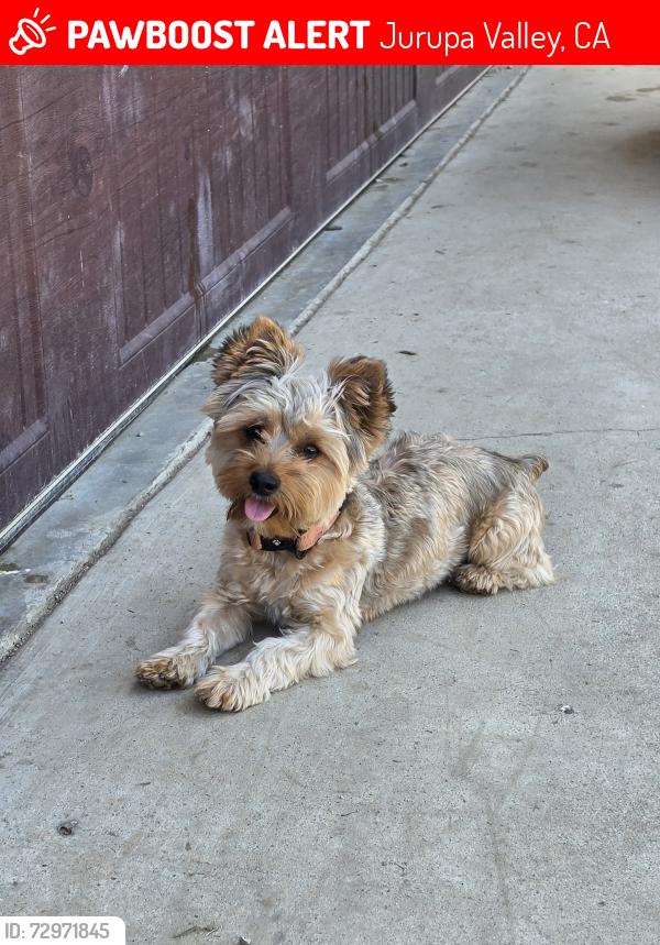 Lost Male Dog last seen 50th & Dodd, Jurupa Valley, CA 91752
