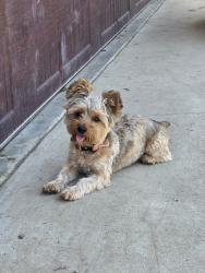 Lost Male Dog last seen 50th & Dodd, Jurupa Valley, CA 91752