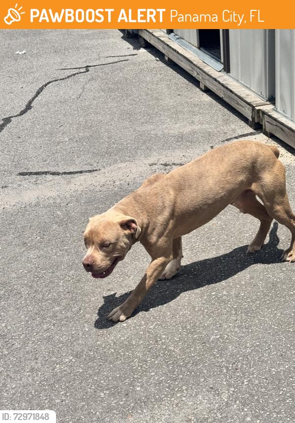 Found/Stray Unknown Dog last seen 2 miles from Home Depot , Panama City, FL 32405