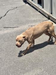 Found/Stray Unknown Dog last seen 2 miles from Home Depot , Panama City, FL 32405