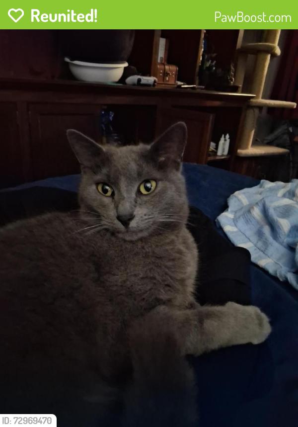 Reunited Male Cat last seen Rear Coats Alley, Columbia, MO 65201