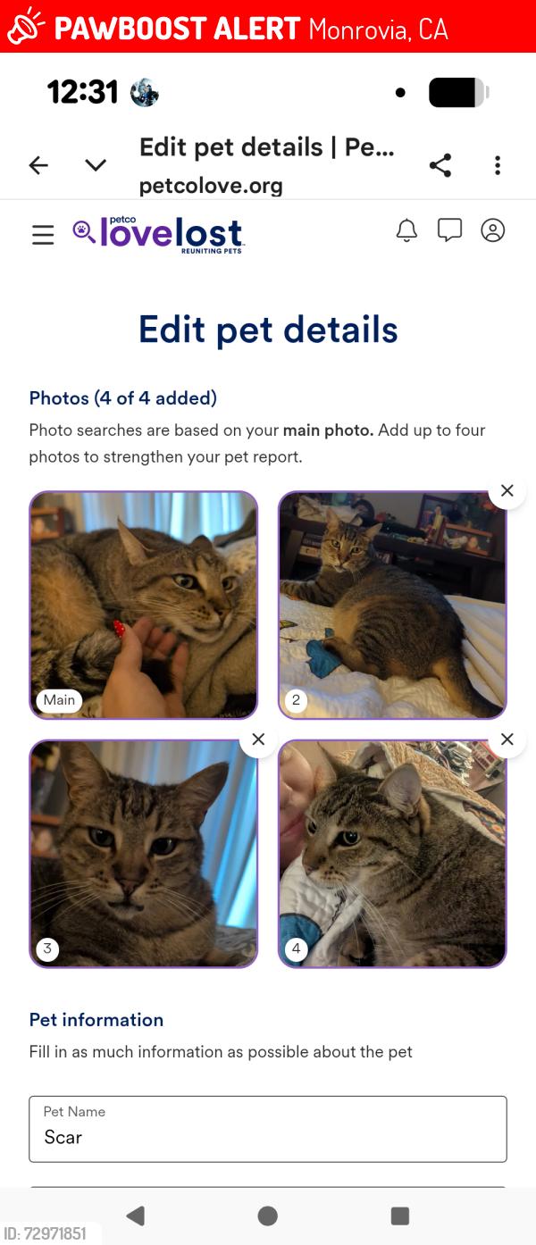 Lost Male Cat last seen Between Fifth & Mayflower , Monrovia, CA 91016