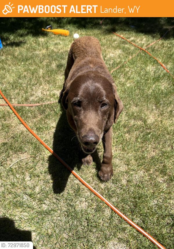 Found/Stray Male Dog last seen Near iiams road lander wy, Lander, WY 82520