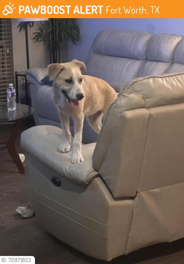 Found/Stray Male Dog last seen TCU rusty knickle , Fort Worth, TX 76110